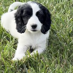 Oreo - Black and white female Springerdoodle puppy in Washington, Indiana from Sugarland Puppies