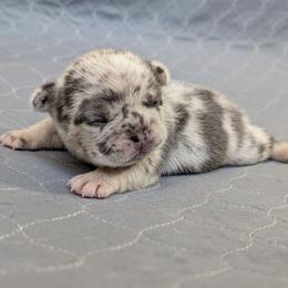 Big Mac - Blue male French Bulldog puppy in Thornton, Colorado from Short Leg Frenchies