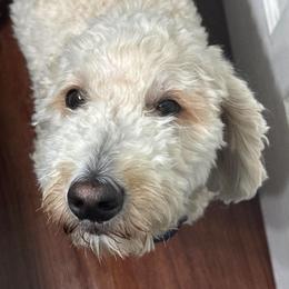 Saint - Apricot male Goldendoodle puppy in Grabill, Indiana from Rose's Doodles