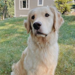 Golden Retriever All Grown Up from Barb Felt's Golden Retrievers