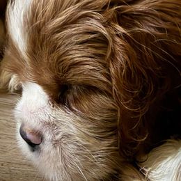 Bee - Blenheim female Cavalier King Charles Spaniel puppy in Longview, Texas from Casanova Cavalier King Charles Spaniels