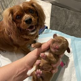 Cavalier King Charles Spaniel Puppies from Colorful Cavaliers