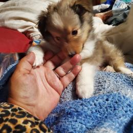 Toy Shetland Sheepdog Puppies from LaLa's Lilliputian Lassies
