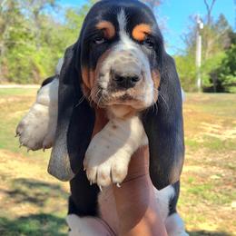 Calvin - Black white and brown male Basset Hound puppy in Denison, Texas from Emma Lou's Baby Bassets