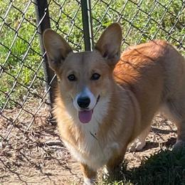 Suki - Pembroke Welsh Corgi