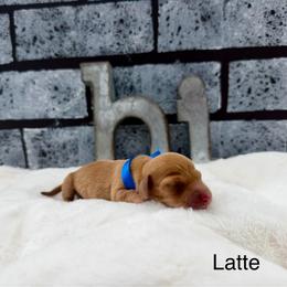 Latte - Red male Dachshund puppy in Goodyear, Arizona from AZ Low Life Doxies