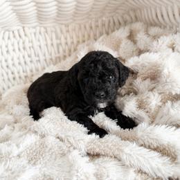 Stitch - Black female Poodle puppy in Chapel Hill, North Carolina from Cyndi’s Poodles