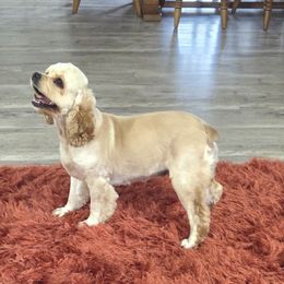 Luna Mae - Cocker Spaniel