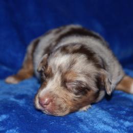 George Straight - Red merle male Miniature Australian Shepherd puppy in Godley, Texas from Bradley Kennels