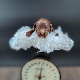 Bluey - Chocolate female Australian Labradoodle puppy in Taylor, Michigan from Mi Best Doodle Ever, LLC