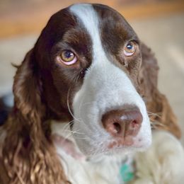 Duchess - English Springer Spaniel