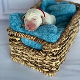 Red - Yellow male Labrador Retriever puppy in Houston, Texas from Alpha English Labs