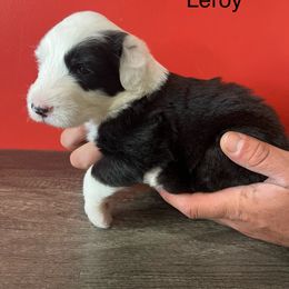 Leroy - Gray and white male Old English Sheepdog puppy in Carthage, Illinois from Rainbow Acres Old English Sheepdogs