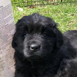 Newfoundlands from Black River Newfoundlands