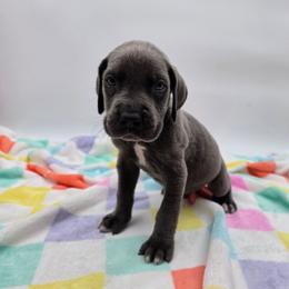 Jax - Blue male Great Dane puppy in Kannapolis, North Carolina from Carolina Great Danes & Toy Poodles