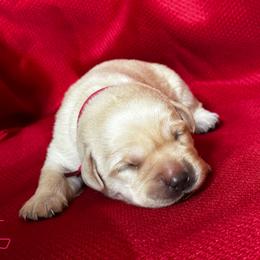 Girl 4 - Yellow female Labrador Retriever puppy in Vero Beach, Florida from Southern Sunshine Labradors