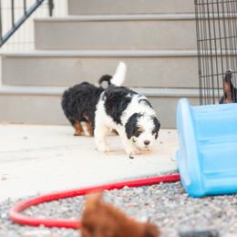 Bernedoodle and Goldendoodle Puppies from Sunnydoodle Utah