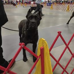 Cane Corso Puppies from Relic Cane Corso