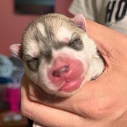 Alastor - Gray and white male Siberian Husky puppy in Amery, Wisconsin from Sovereign Siberians