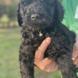 Goldendoodle Puppies from Coleman doodles North Texas