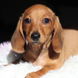 Troy - Red male Dachshund puppy in Azle, Texas from American Dachshunds