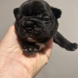 French Bulldog Puppies from Peche Mignon French Bulldogs