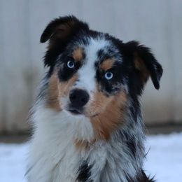 Ridge - Miniature Australian Shepherd