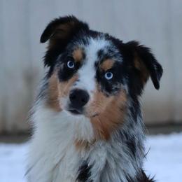 Ridge - Miniature Australian Shepherd