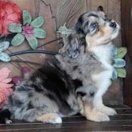 Boy 1 - Blue merle male Aussiedoodle puppy in Lawton, Oklahoma from Lindsey’s Aussies