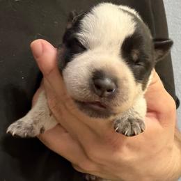 -Girl 1 - Blue female Australian Cattle Dog puppy in Kaufman, Texas from Emberwick Ranch