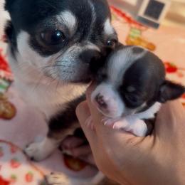 Very Tiny Ella 8000 - Black and white female Chihuahua puppy in Huntington Beach, California from Amy’s Chihuahuas