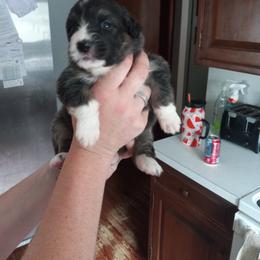 Australian Shepherd Puppies from Melick Kennels
