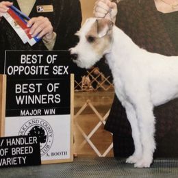 Chihuahuas and Parson Russell Terriers from Cobblestone