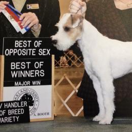 Chihuahuas and Parson Russell Terriers from Cobblestone