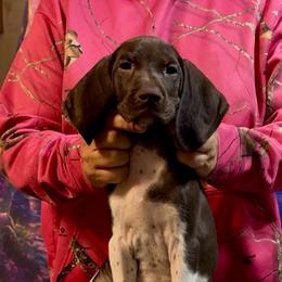 Owl - Liver and white female German Shorthaired Pointer puppy in Aitkin, Minnesota from Whispering’s GunDogs
