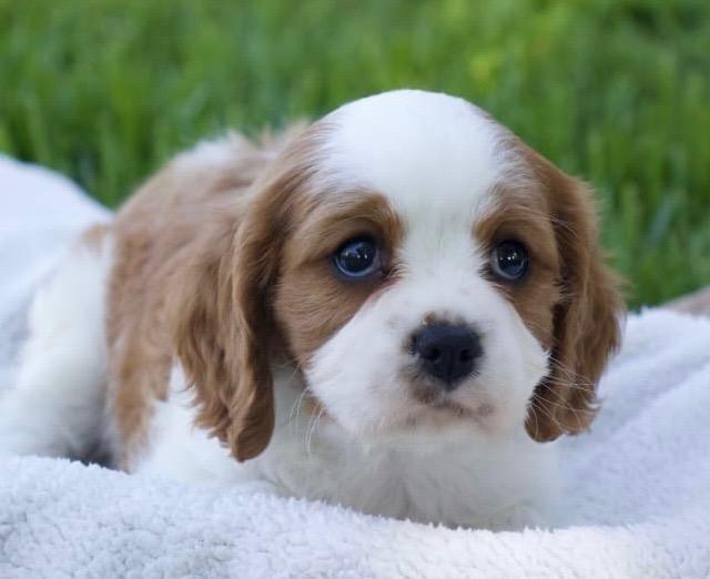 AmberField Cavaliers in California | Cavalier King Charles Spaniel ...