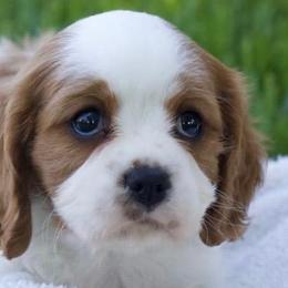Cavalier King Charles Spaniels from Amber Field Cavaliers