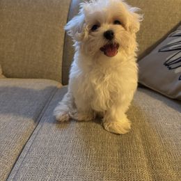 Simba - White male Maltese puppy in Dallas, Texas from Lizeth's Pups
