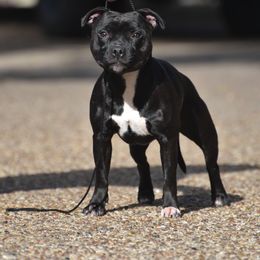 Staffordshire Bull Terrier All Grown Up from Bruhaus Kennels