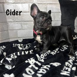 Girl 1 - Black and white French Bulldog puppy in Arizona from Frenchiepuphub