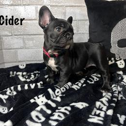 Girl 1 - Black and white French Bulldog puppy in Arizona from Frenchiepuphub