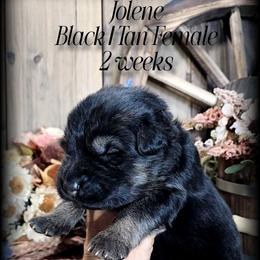 Jolene - Black and tan female German Shepherd puppy in Sequim, Washington from German Shepherd Haus
