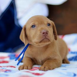 Independence (Indy) - Golden rust male Vizsla puppy in Bloomington, Indiana from Envizion
