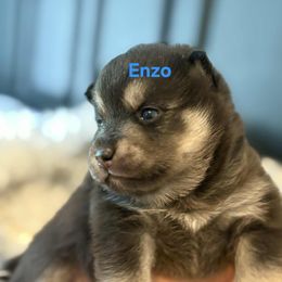Enzo - Black male Pomsky puppy in Coatesville, Pennsylvania from Peaceful Pomskys