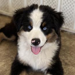 Miniature American Shepherd Puppies from Cosmic Tides Miniature American Shepherds