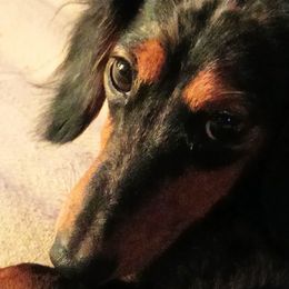 Dachshunds from Lickin'bach Miniature Dachshunds