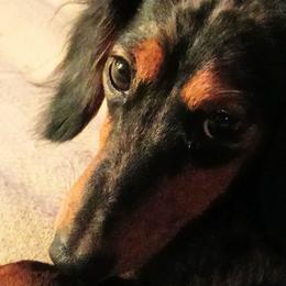 Dachshunds from Lickin'bach Miniature Dachshunds