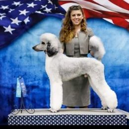 Poodle Puppies from Princetin Poodles
