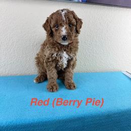 Berry Pie - Red Collar - Red male Double Doodle puppy in Rowlett, Texas from Parrish Precious Ones Texas