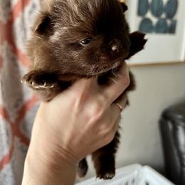 Pomeranian and Shih Tzu Puppies from Laik’s Little Shihtz & Poms
